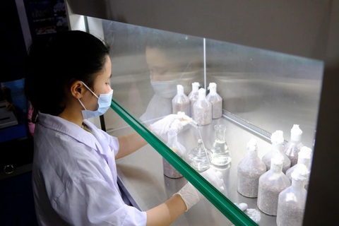 Vai trò của công nghệ sinh học trong nghiên cứu nấm ăn, nấm dược liệu- Ảnh 5. Vai trò của công nghệ sinh học trong nghiên cứu nấm ăn, nấm dược liệu- Ảnh 5.