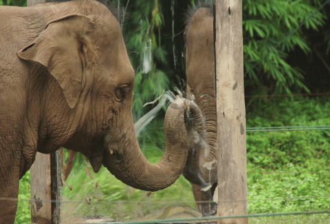 An Asian elephant investigates a mirror. (Image credit: Joshua Plotnik) Một con voi châu Á trong bài kiểm tra trước gương - Ảnh: Joshua Plotnik