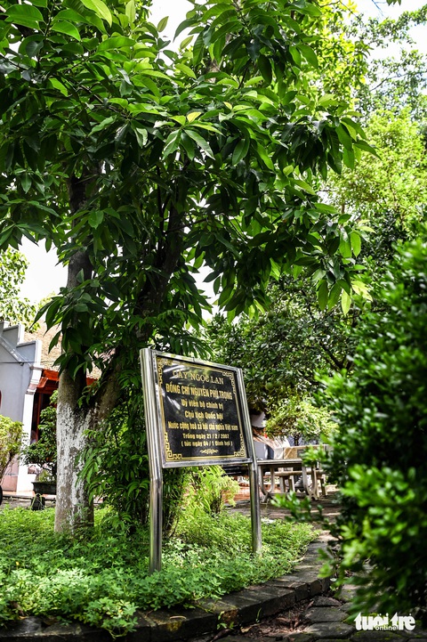 Lại Đà và những hình ảnh của Tổng bí thư Nguyễn Phú Trọng ở quê nhà- Ảnh 6. Cách đó không xa là cây ngọc lan do Tổng bí thư Nguyễn Phú Trọng trồng trong lần về thăm quê hương ngày mùng 4 Tết - Ảnh: HỒNG QUANG