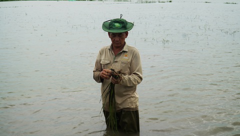 Mưa lớn làm ngập, thiệt hại hàng trăm héc ta lúa ở Cà Mau- Ảnh 1. Ông Nguyễn Văn Cưng - xã Khánh Bình Đông, huyện Trần Văn Thời, tỉnh Cà Mau - ngậm ngùi nhìn ruộng lúa hơn 3 héc ta của mình bị ngập úng - Ảnh: THANH HUYỀN