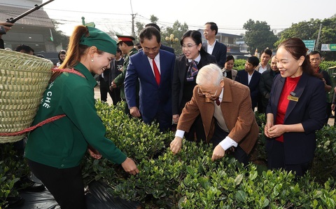 Tổng bí thư Nguyễn Phú Trọng thăm vườn chè của Hợp tác xã Hảo Đạt, thành phố Thái Nguyên (10-1-2023) - Ảnh: TTXVN Những chuyến đi tạo dựng phát triển của Tổng bí thư Nguyễn Phú Trọng- Ảnh 9.