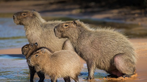 Bạn trẻ 'vỡ mộng' sau khi gặp con Capybara ở đời thực- Ảnh 1. Capybara đang trở thành