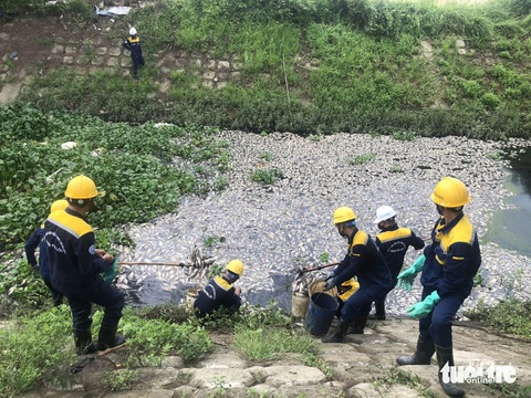 Cá chết nổi trắng hồ, bốc mùi hôi thối cả tuyến đường ở Đà Nẵng- Ảnh 1. Công nhân đang thu gom xác cá - Ảnh: THANH NGUYÊN