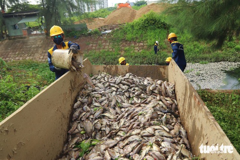 Cá chết nổi trắng hồ, bốc mùi hôi thối cả tuyến đường ở Đà Nẵng- Ảnh 2. Ước tính lượng cá chết có thể lên đến hàng tấn