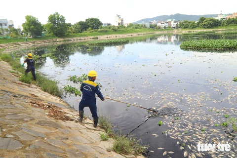 Cá chết nổi trắng hồ, bốc mùi hôi thối cả tuyến đường ở Đà Nẵng- Ảnh 3. Cá chết chủ yếu là cá rô phi