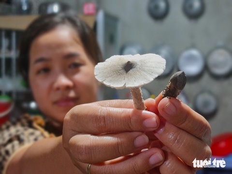 Nấm mối khan hiếm, bán giá bạc triệu vẫn hút hàng- Ảnh 1. Nấm mối ở Bến Tre được bán với giá 1.200.000 - 1.500.000 đồng mỗi ký nhưng vẫn hút hàng. Trong ảnh là nấm mối dù và nấm mối búp - Ảnh: MẬU TRƯỜNG