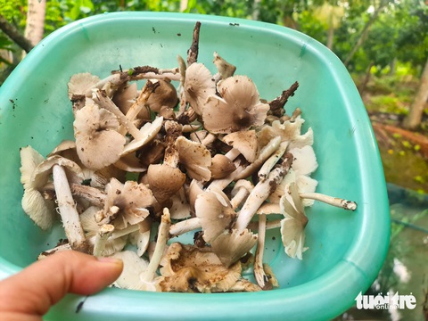 Nấm mối khan hiếm, bán giá bạc triệu vẫn hút hàng- Ảnh 3. Nấm mối khan hiếm, bán giá bạc triệu vẫn hút hàng- Ảnh 3.