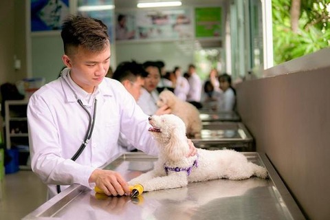 Ngành thú y là gì? Cơ hội và mức lương ngành thú y bao nhiêu?- Ảnh 1. Ngành thú y là gì