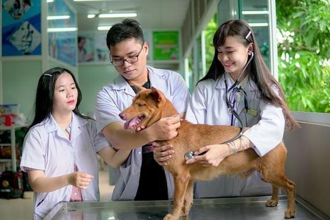 Ngành thú y là gì? Cơ hội và mức lương ngành thú y bao nhiêu?- Ảnh 3. Trường đào tạo ngành thú y