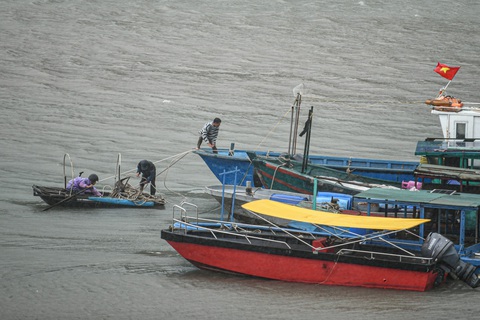 Bão số 2 suy yếu thành áp thấp nhiệt đới, Quảng Ninh nhiều nơi cây ngã đổ- Ảnh 4. Bão số 2 suy yếu thành áp thấp nhiệt đới, Quảng Ninh nhiều nơi cây ngã đổ- Ảnh 4.