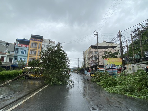 Bão số 2 suy yếu thành áp thấp nhiệt đới, Quảng Ninh nhiều nơi cây ngã đổ- Ảnh 2. Bão số 2 suy yếu thành áp thấp nhiệt đới, Quảng Ninh nhiều nơi cây ngã đổ- Ảnh 2.