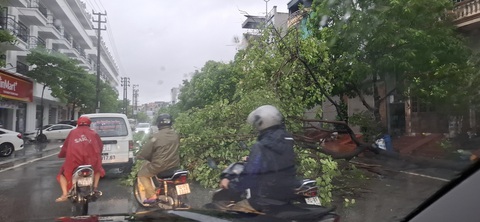 Bão số 2 suy yếu thành áp thấp nhiệt đới, Quảng Ninh nhiều nơi cây ngã đổ- Ảnh 1. Mưa to kèm gió lớn gây đổ cây ở TP Hạ Long - Ảnh: TTXVN