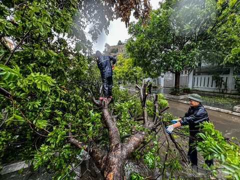 Hình ảnh cây cối, hàng rào, mái nhà đổ rạp sau bão số 2- Ảnh 11. Từ hôm nay đến hết ngày 24-7, ở khu vực Bắc Bộ và Thanh Hóa có mưa vừa, mưa to và dông, cục bộ có nơi mưa rất to với tổng lượng mưa phổ biến ở phía Đông Bắc Bộ và Thanh Hóa 70-150mm, có nơi trên 300mm - Ảnh: NAM TRẦN
