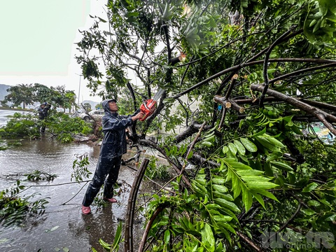 Hình ảnh cây cối, hàng rào, mái nhà đổ rạp sau bão số 2- Ảnh 7. Bão cũng gây hư hỏng một số cây trồng, hoa màu, làm bung hàng rào tôn ở một số công trình xây dựng, làm nghiêng, gãy nhiều biển báo giao thông - Ảnh: NAM TRẦN