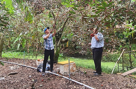 Một vườn chôm chôm tại Bến Tre mở cửa đón khách, thường những vườn này được các công ty du lịch mua lại của nhà vườn để phục vụ khách tham quan - Ảnh: MẬU TRƯỜNG Lùm xùm khách du lịch tố bỏ tiền đi thăm vườn trái cây mà vườn... trống hoác - Ảnh 1.