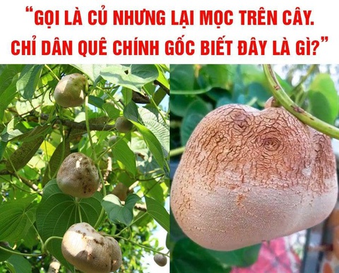Quả gì mọc trên cây nhưng gọi là củ?- Ảnh 1. Quả gì mọc trên cây nhưng gọi là củ?- Ảnh 1.