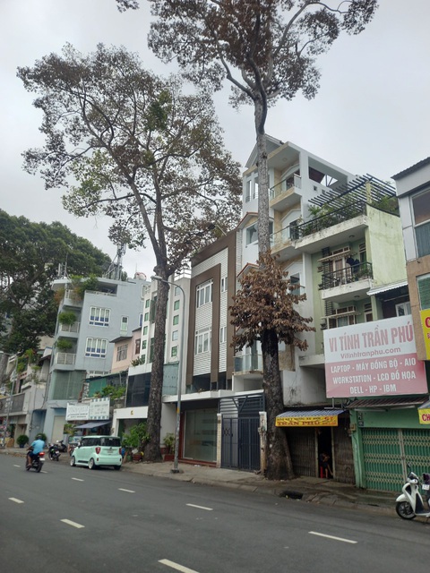 Truy tìm nguyên nhân khiến hai cây xanh trên đường Trần Phú bị khô lá- Ảnh 1. Hai cây xanh trên đường Trần Phú, phường 4, quận 5, TP.HCM bỗng nhiên bị rụng lá, có dấu hiệu chết khô - Ảnh: NGUYỄN ĐƯỚC