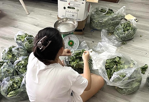 Chị Trần Ngọc Lan (quận Tân Phú, TP.HCM) phân chia mầm bắp cải cho khách ở TP.HCM sau khi vận chuyển từ TP Bảo Lộc (tỉnh Lâm Đồng) xuống - Ảnh: T. Thương Nông sản quê… lên đời- Ảnh 1.