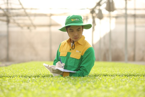 WinEco đưa xà lách Thủy tinh của Việt Nam sang Hàn Quốc- Ảnh 2. WinEco đưa xà lách Thủy tinh của Việt Nam sang Hàn Quốc- Ảnh 2.