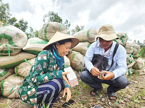 Dù năng suất lúa hè thu năm nay giảm so với năm trước do bị ảnh hưởng bởi mưa bão, nhưng nông dân An Giang vẫn vui vì bán được lúa với giá cao hơn - Ảnh: BỬU ĐẤU Cơ hội lớn cho xuất khẩu gạo Việt- Ảnh 1.