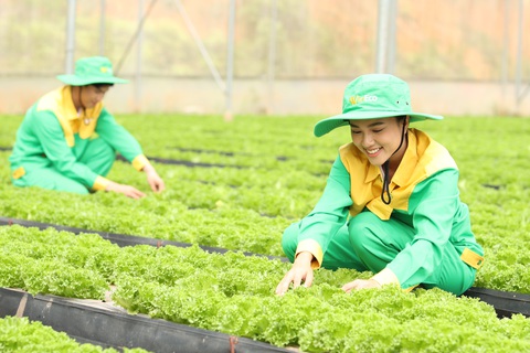 WinEco đưa xà lách Thủy tinh của Việt Nam sang Hàn Quốc- Ảnh 3. WinEco đưa xà lách Thủy tinh của Việt Nam sang Hàn Quốc- Ảnh 3.