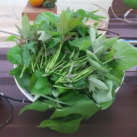Rau lang Rau lang có nhiều tác dụng tốt với sức khỏe - Ảnh minh họa