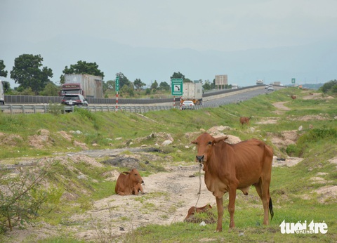 Thả bò sát cao tốc Vĩnh Hảo - Phan Thiết, nguy hiểm rình rập- Ảnh 2. Đàn bò được cột dây ăn cỏ bên trong dự án cao tốc Vĩnh Hảo - Phan Thiết lúc chiều 26-7, đoạn thuộc km177 - Ảnh: ĐỨC TRONG