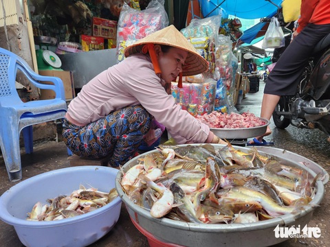Mực nước đầu nguồn tăng, cá linh non đã xuất hiện ở miền Tây- Ảnh 6. Cá lăng được tiểu thương chợ Nhà Bàng rao bán 120.000 đồng/kg - Ảnh: BỬU ĐẤU