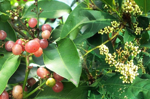 Quả gì thêm huyền thì ngọt, thêm sắc thì chua?- Ảnh 3. Quả gì thêm huyền thì ngọt, thêm sắc thì chua?- Ảnh 3.