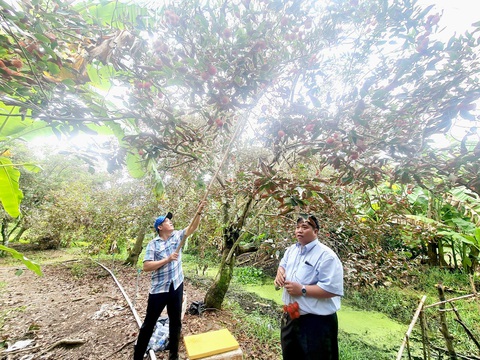 Du lịch vườn trái và đắng lòng... ăn trái cây xứ khác- Ảnh 1. Khách tham quan vườn chôm chôm tại một điểm du lịch miệt vườn ở Bến Tre - Ảnh: Mậu Trường