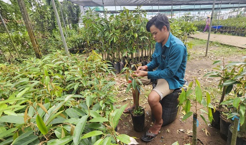 Giá cây giống sầu riêng tăng cao - Ảnh: N.TRÍ Tin tức sáng 29-7: Giá giống sầu riêng tăng gấp đôi; Sốt xuất huyết tại Hà Nội, TP.HCM tăng- Ảnh 2.