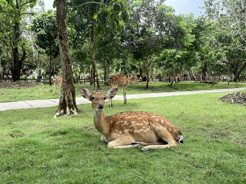 Lạc vào vườn thú safari thu nhỏ giữa lòng Tây Đô- Ảnh 1. Động vật ở vườn thú thân thiện với du khách - Ảnh: LAN NGỌC