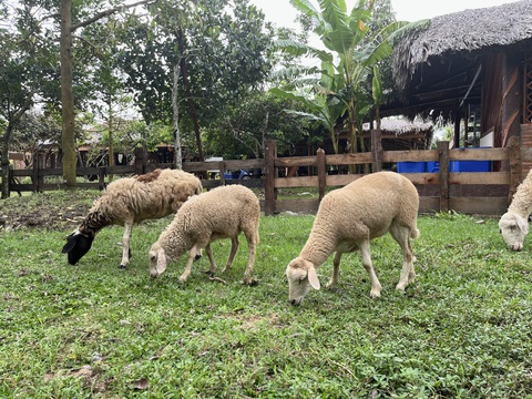 Lạc vào vườn thú safari thu nhỏ giữa lòng Tây Đô- Ảnh 2. Đàn cừu đứng ăn thoải mái dù có du khách vây quanh chúng