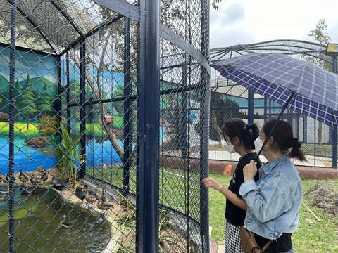 Lạc vào vườn thú safari thu nhỏ giữa lòng Tây Đô- Ảnh 3. Du khách tham quan tại vườn thú