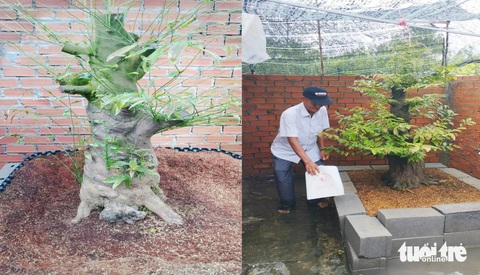 Nhóm chuyên trộm mai vàng tiền tỉ lãnh án- Ảnh 3. Nhóm chuyên trộm mai vàng tiền tỉ lãnh án- Ảnh 3.