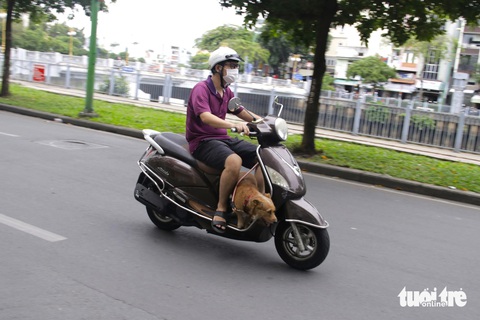 TP.HCM: Chở thú cưng đứng trên xe máy phóng Chở theo thú cưng không được rọ mõm chạy vun vút trên đường tại TP.HCM - Ảnh: TIẾN QUỐC