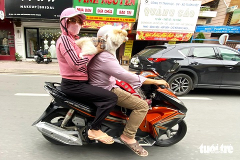 TP.HCM: Chở thú cưng đứng trên xe máy phóng Hai người đi xe máy cho chó đứng trên vai tại đường Đào Duy Anh (quận Phú Nhuận) - Ảnh: TIẾN QUỐC