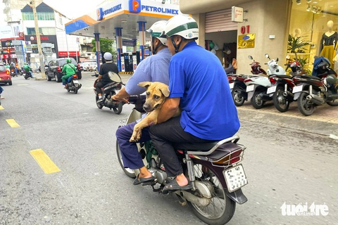 TP.HCM: Chở thú cưng đứng trên xe máy phóng TP.HCM: Chở thú cưng đứng trên xe máy phóng vun vút, quá nguy hiểm- Ảnh 4.