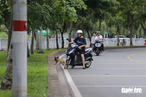 TP.HCM: Chở thú cưng đứng trên xe máy phóng Tại đường Hoàng Sa, Trường Sa, người dân thường xuyên chở chó mèo tới dọc bờ kênh Nhiêu Lộc - Thị Nghè phóng uế, thả rông - Ảnh: Q.HUY