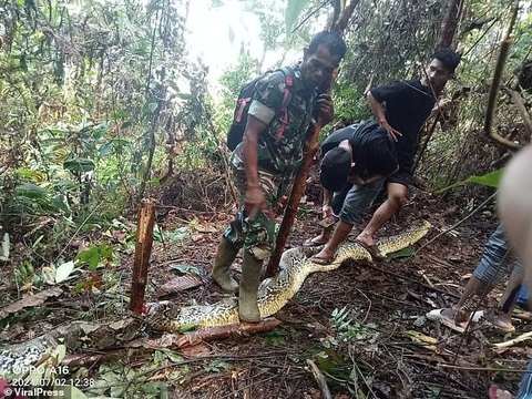 Người mẹ trẻ Indonesia bị trăn 9m nuốt chửng khi đi mua thuốc cho con- Ảnh 1. Đây là vụ trăn tấn công chết người thứ hai ở tỉnh Nam Sulawesi, Indonesia trong vòng một tháng. Người chồng đã gọi dân làng đến giúp mổ bụng con trăn và tìm thấy thi thể vợ - Ảnh: VIRALPRESS