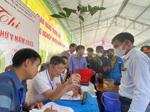 Đấu giá củ sâm Ngọc Linh đoạt giải tại hội thi sâm ủng hộ quỹ xóa nhà tạm cho người nghèo- Ảnh 1. Hội thi sâm Ngọc Linh năm 2023 ở huyện Nam Trà My - Ảnh: LÊ TRUNG