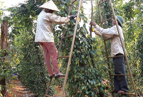 Kỳ vọng giá hồ tiêu tăng nóng trở lại, nông dân ôm hàng chờ thời- Ảnh 1. Thu hoạch hồ tiêu - Ảnh: N.TRÍ