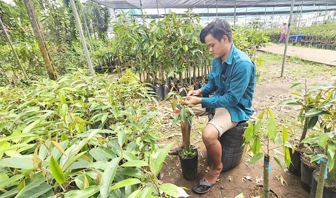 Giá cây giống sầu riêng tăng cao do nhiều người dân đổ xô vào trồng loại cây này - Ảnh: N.TRÍ Nông dân đua mở rộng diện tích, giá giống sầu riêng tăng cao- Ảnh 1.
