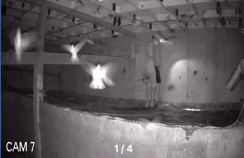Camera ghi hình người đàn ông nửa đêm đột nhập trộm 5kg tổ yến- Ảnh 1. Hình ảnh camera nhà yến quay lại cảnh người đàn ông đang trộm tổ yến trong nhà yến của ông Phạm Tuấn Kiệt - Ảnh: H.T cắt từ camera