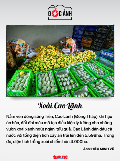Tin tức sáng 8-7: Ba thị trường lao động hàng đầu của người Việt; Lãi suất tiết kiệm sẽ tăng mạnh- Ảnh 9. Xoài Cao Lãnh - Ảnh: HIẾU MINH VŨ