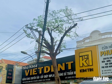 Cây xanh trên đường Dương Đình Hội: Nơi chết khô, nơi cành lá trơ trụi- Ảnh 1. Cây xanh bị cắt tỉa trụi cành tại đường Dương Đình Hội - Ảnh: Ksor Quý