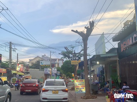Cây xanh trên đường Dương Đình Hội: Nơi chết khô, nơi cành lá trơ trụi- Ảnh 3. Cây xanh bị cắt tỉa quá mức khiến tuyến đường này thiếu tán cây phủ bóng mát