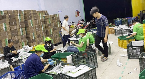 Công nhân ở Hợp tác xã GAP Cù Lao Giêng lựa xoài để đóng thùng xuất khẩu - Ảnh: BỬU ĐẤU Công nhân ở Hợp tác xã GAP Cù Lao Giêng lựa xoài để đóng thùng xuất khẩu - Ảnh: BỬU ĐẤU