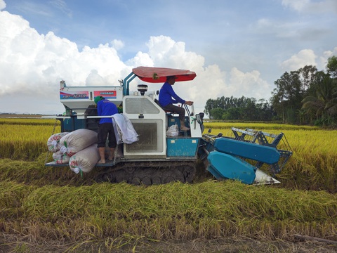 Sơ kết đề án 1 triệu ha lúa chất lượng cao: Tăng lợi nhuận, giảm khí CO₂- Ảnh 1. Thu hoạch lúa trong đề án 1 triệu ha lúa chất lượng cao, phát thải thấp gắn với tăng trưởng xanh vùng Đồng bằng sông Cửu Long tại TP Cần Thơ - Ảnh: V.C.