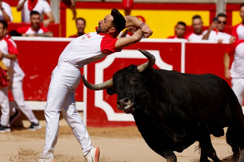 Người đấu bò biểu diễn đi qua con bò tót tại một cuộc thi thuộc lễ hội San Fermin ở thành phố Pamplona, Tây Ban Nha hôm 7-7. Những người đấu bò sẽ tập các động tác không sát thương, bao gồm: đi qua, xoay tròn và nhảy để không làm tổn thương bò tót. - Ảnh: REUTERS Người đấu bò biểu diễn đi qua con bò tót tại một cuộc thi thuộc lễ hội San Fermin ở thành phố Pamplona, Tây Ban Nha hôm 7-7. Những người đấu bò sẽ tập các động tác không sát thương, bao gồm: đi qua, xoay tròn và nhảy để không làm tổn thương bò tót. - Ảnh: REUTERS